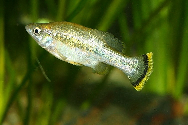 Ameca splendens